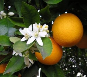 Orange fruit and blossom hanging from the tree.