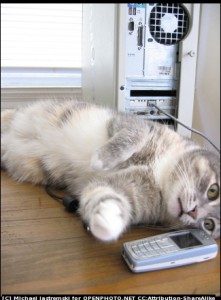 A cat on a mobile phone.