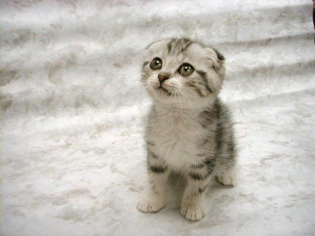 Kitten - Too Cute