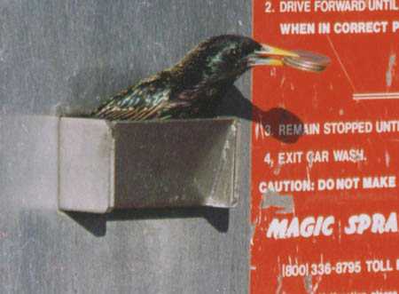 Starling with coins in beak, leaving the coin return slot.
