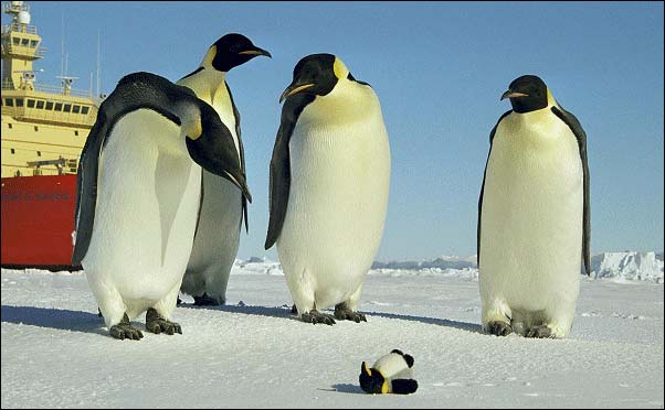 Several emperor penguins standing around looking at a penguin plushie