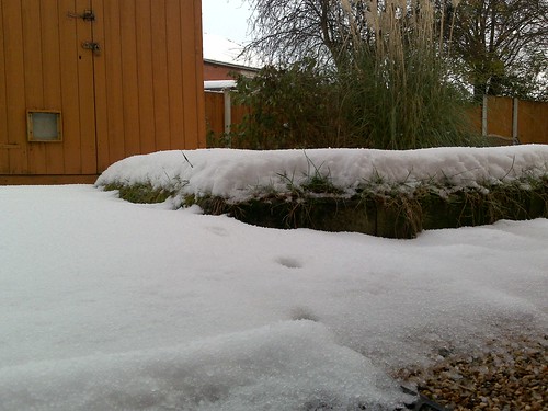 Snow in my dad's garden, part two