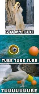 Polar bear: got my tube, tube tube tube, tuuuuuuube!