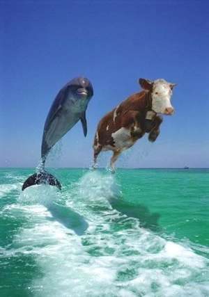 Cow and dolphin