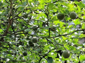 Bitter oranges growing in Prague (they don't naturally occur there; these ones are in a botanical garden).