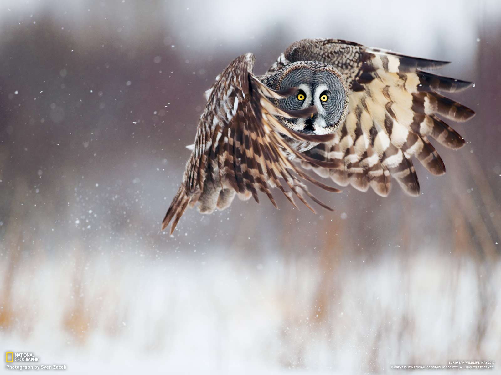Owl in flight