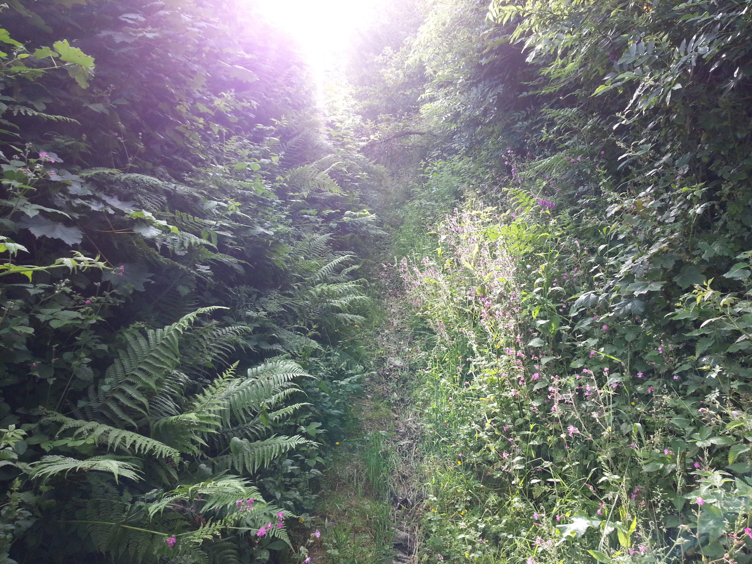 Very badly-maintained footpath in North Devon.