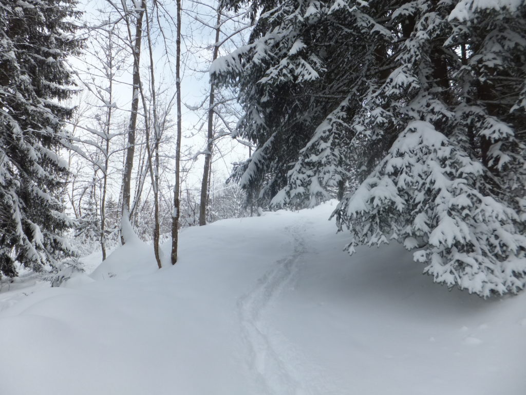 Spoiler: yes, this was a path. This photo was taken before I met the lost women and was still under my own solo navigational strategy.