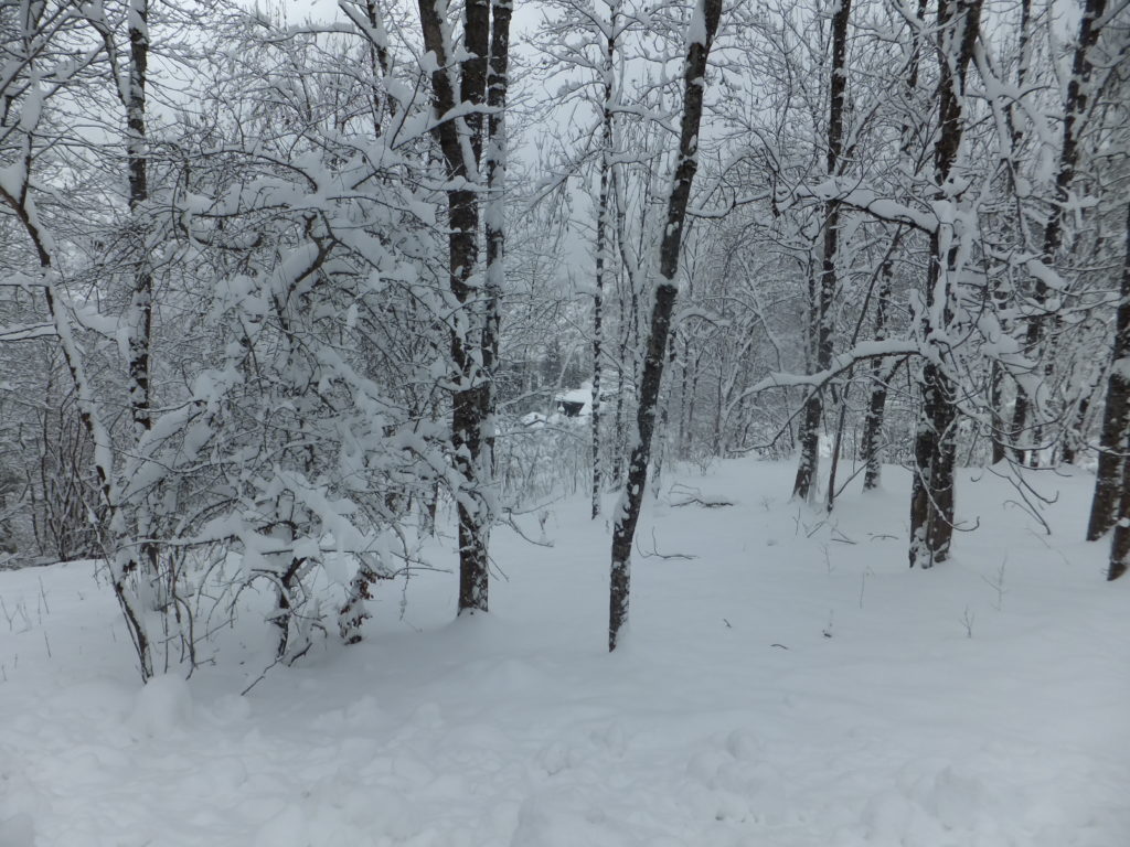 I'm pretty sure that I wasn't on the path any more, at this point. But then, when the path was buried under over a metre of snow, is it really still a path?