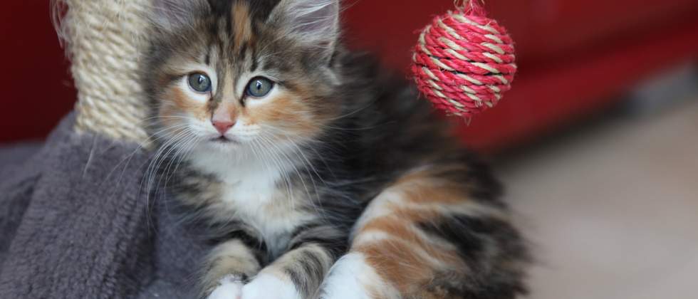 An adorable long-haired calico kitten. Instant eyebleach.