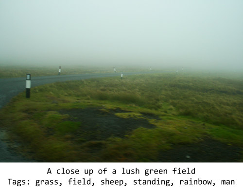 A foggy field, incorrectly identified by an AI as containing sheep.