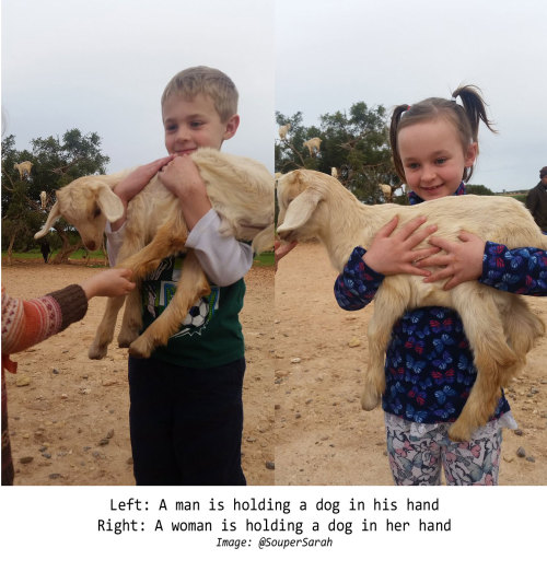 An AI mistakes a sheep for a dog when it is held by a child.