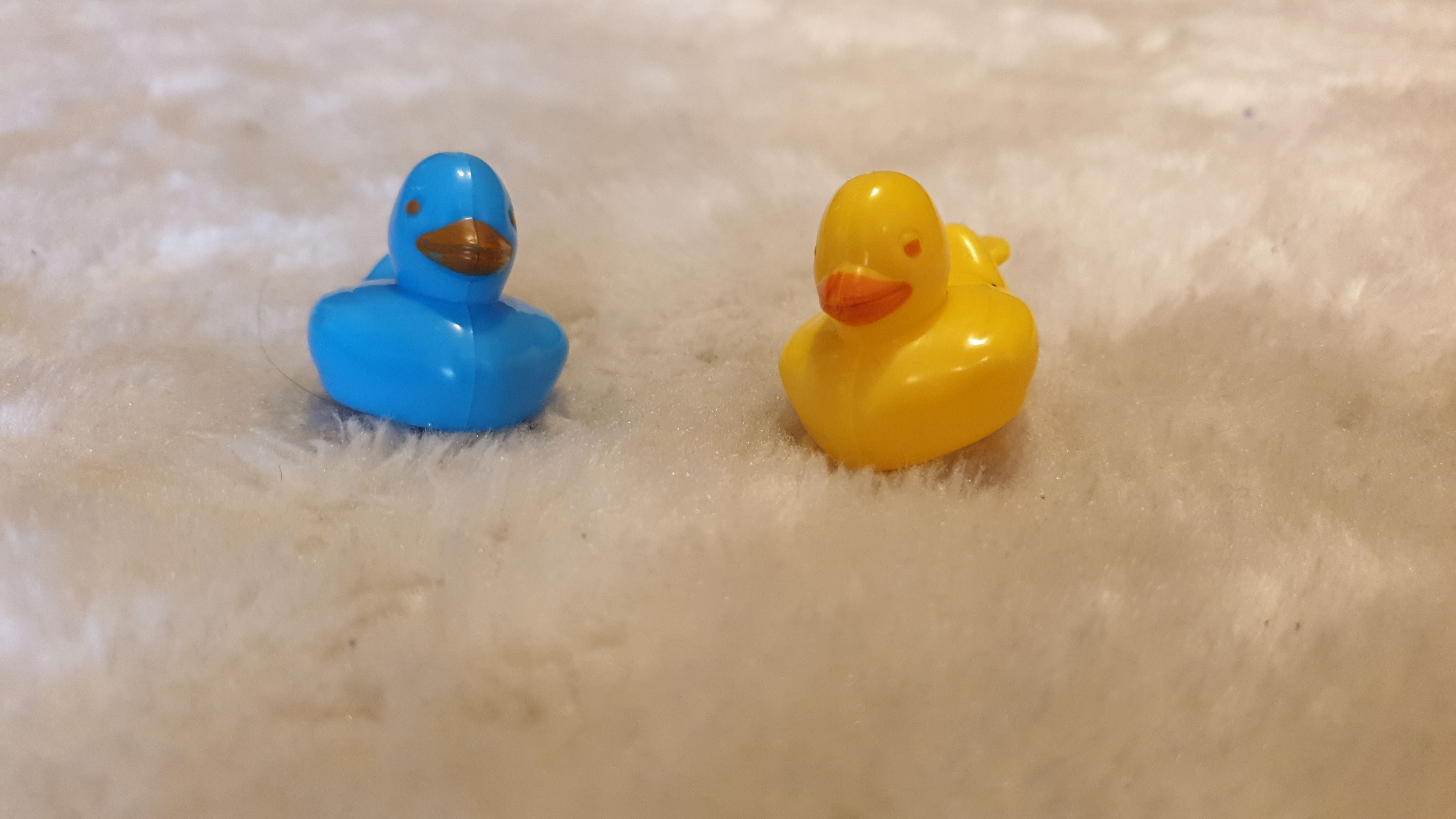 Two small plastic ducks; one blue, one yellow.