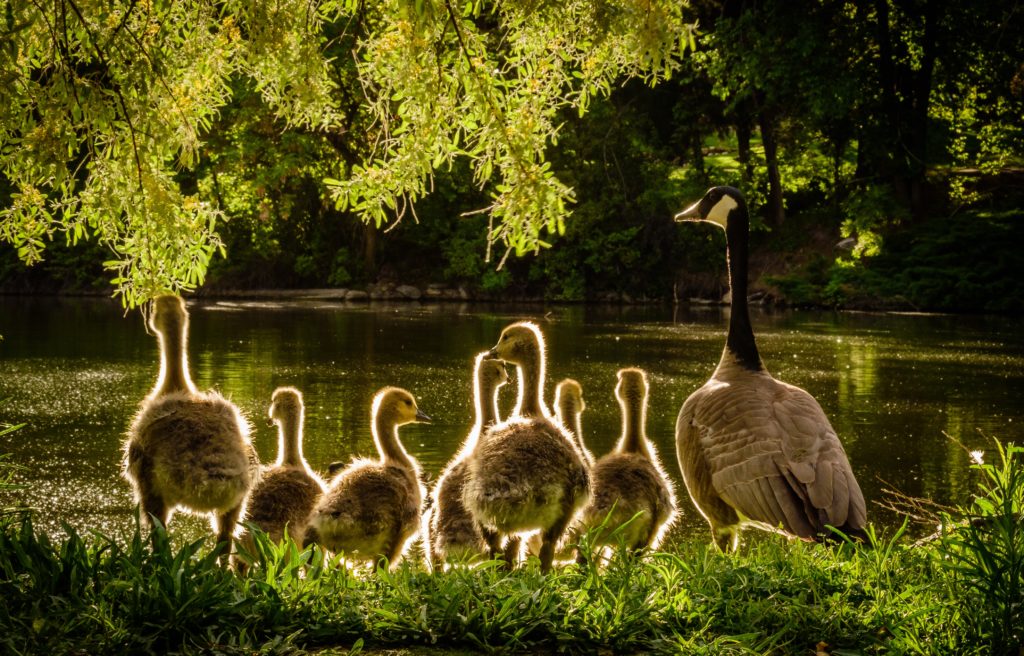 A Canada goose at a waterside accompanied by seven goslings. Photo by Brandon Montrone from Pexels.