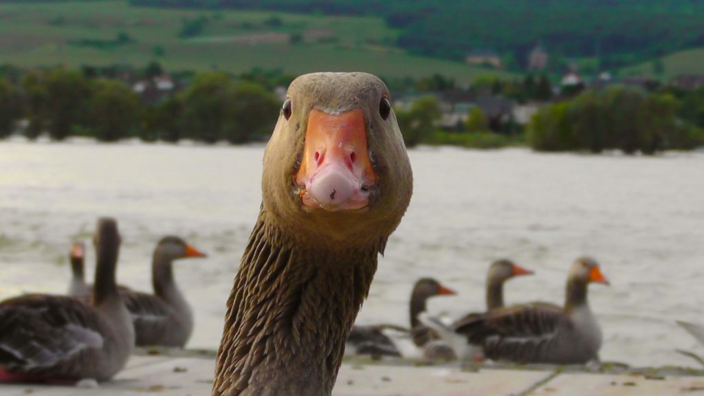 Face of a gosse, looking into the camera. Other geese can be seen swimming in the background.