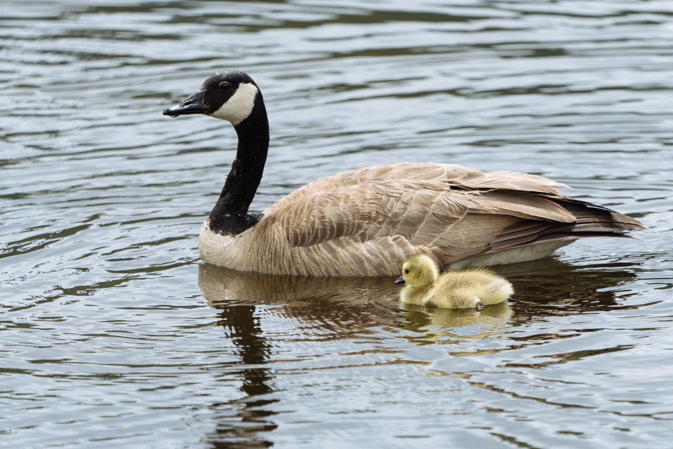 A Canada goose and young gosling swim together, side-by-side. Photo by Erick Todd from Pexels.