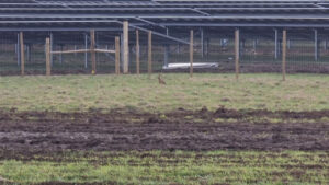 A hare in front of a solar farm