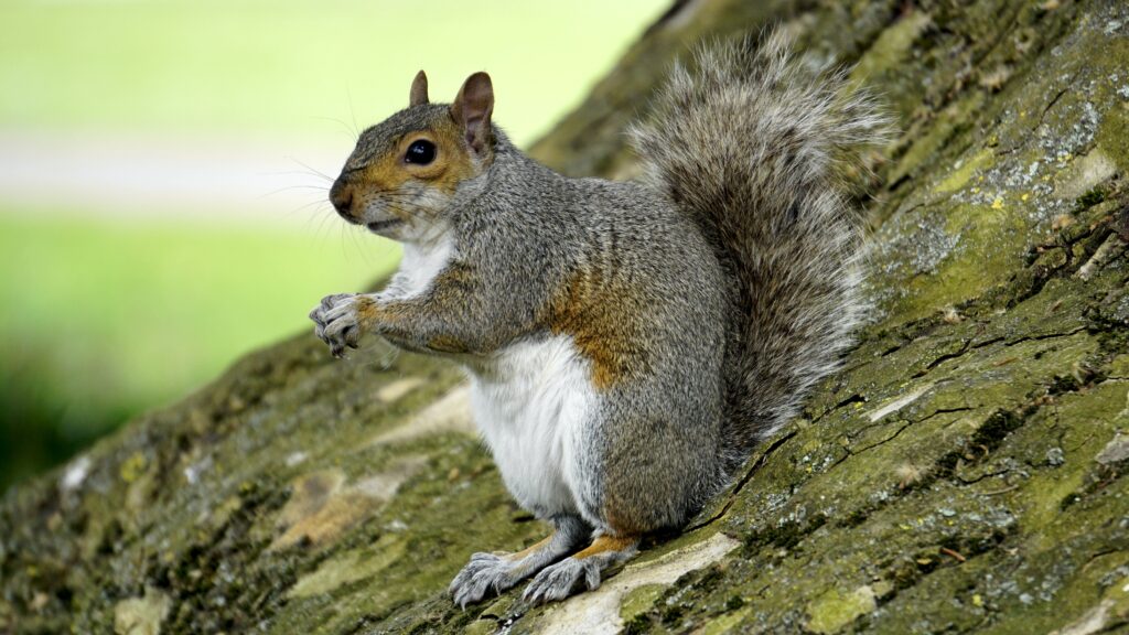 Grey squirrel sitting on a log.