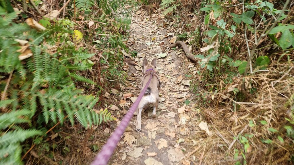 A small French Bulldog pup pulls on a purple lead away from the camera down a narrow woodland path.