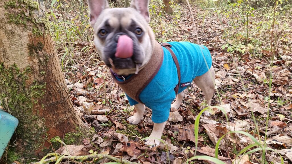 Demmy, a small French Bulldog wearing a blue jacket, licks her nose at the base of a tree amonst leaf litter. In the bottom corner of the picture, the corner of a green plastic box can be seen hiding behind the tree.