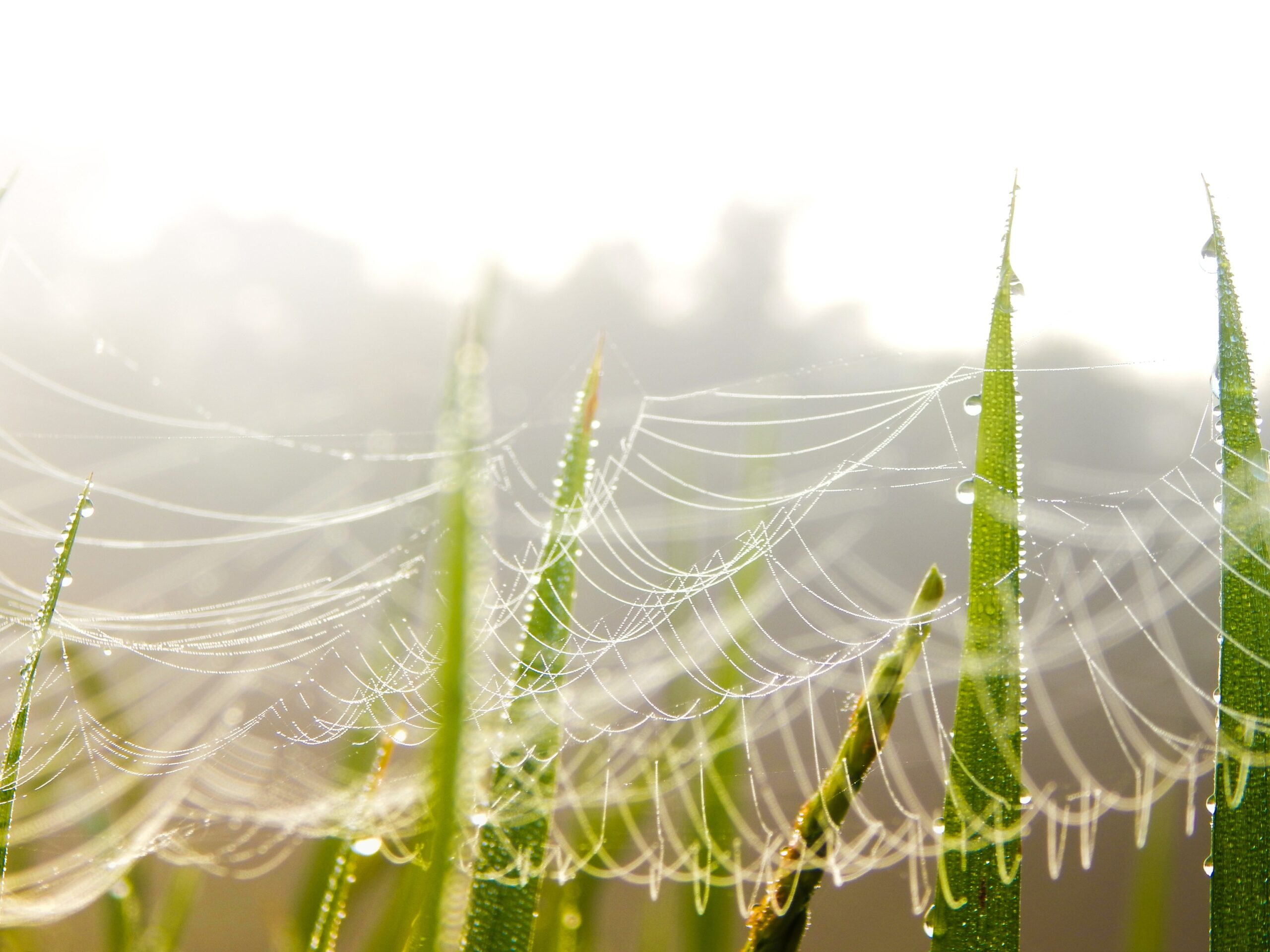 Photo showing fragile dewey spiderwebs on blades of grass.