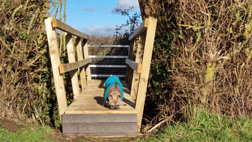A French Bulldog in a blue jacket stands on a newly-constructed wooden footbridge. The footbridge is sandwiched into a hedge and spans a ditch separating two fields. The dog is sniffing at the bridge, as if she's hunting for something.