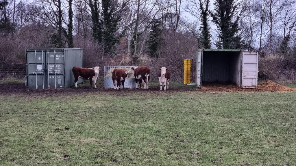 A group of brown-and-white cattle eat hay from a feeder in a grassy field, sandwiched between two shipping containers which seem to act as a makeshift shelter.