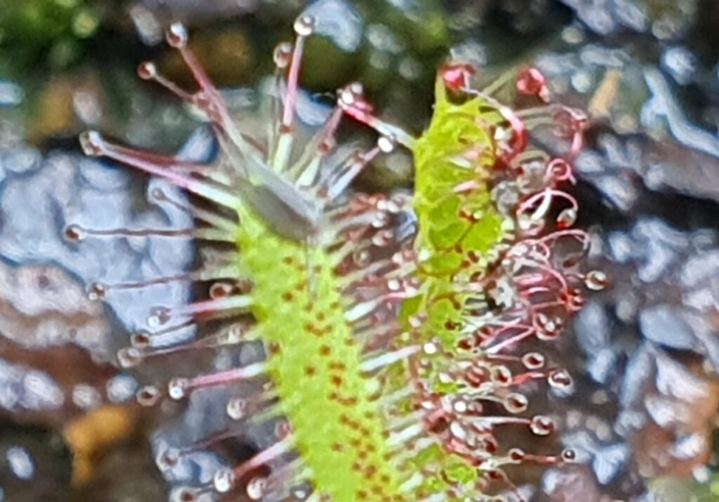 Close-up showing tentacles of a sundew plant.