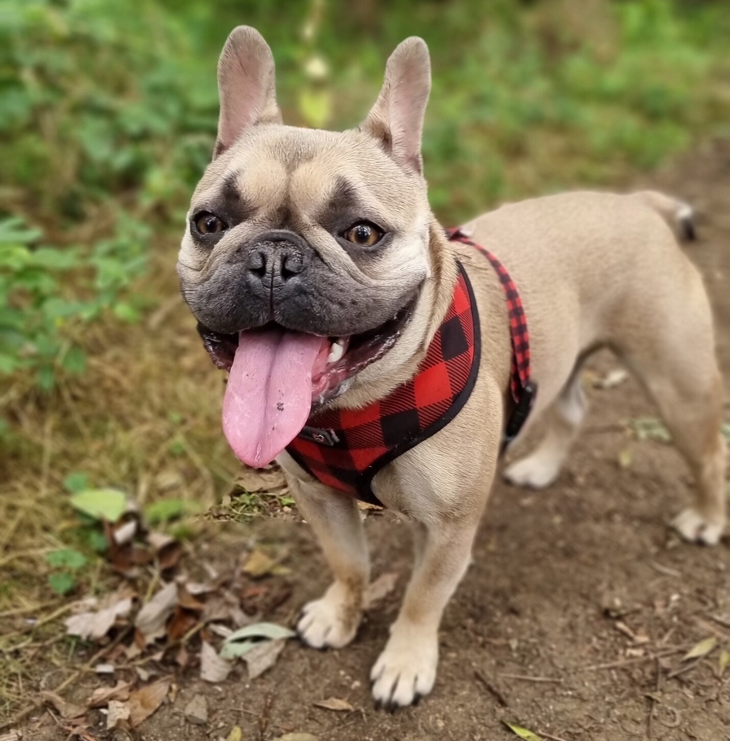 A champagne-coloured French Bulldog with a dark face stands on a dirt path in a young forest. She's wearing a red and black tartan harness and her long tongue is lolling out. 
