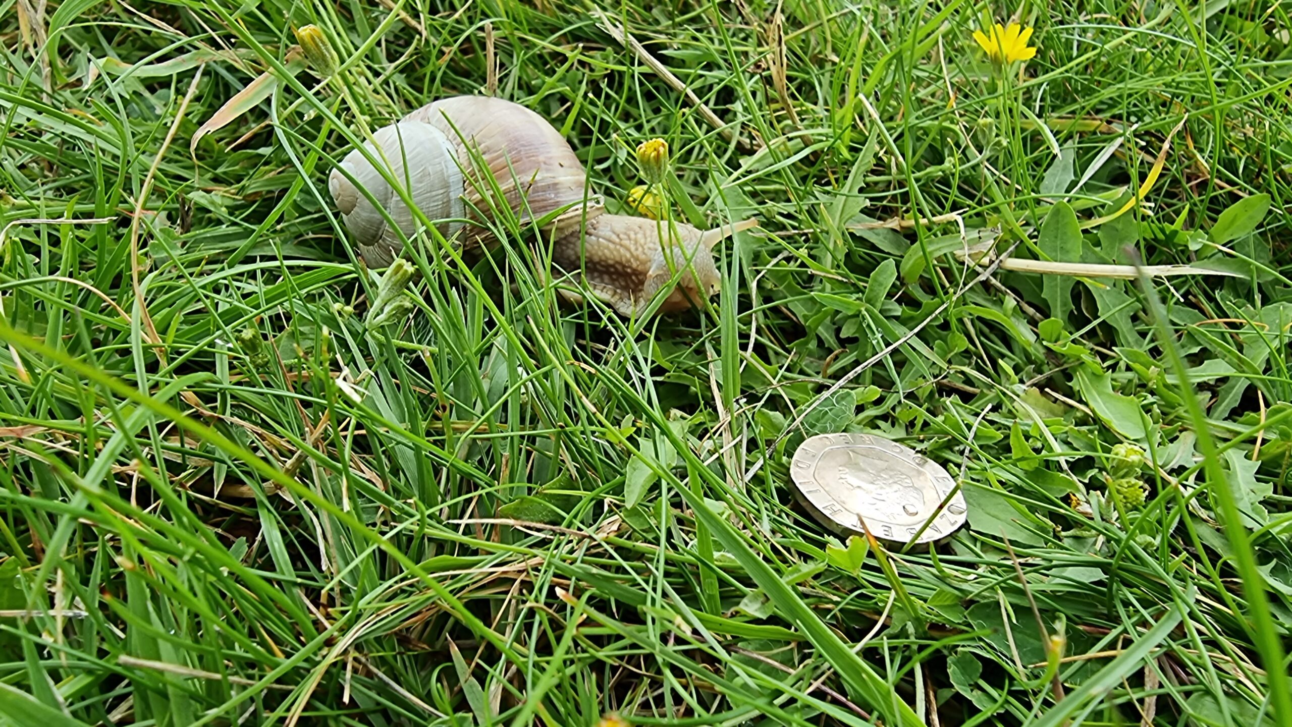 Large cream-coloured snail in moderately-long grass, alongside a twenty-pence piece (for scale). The snail is around three times as long as the coin is.