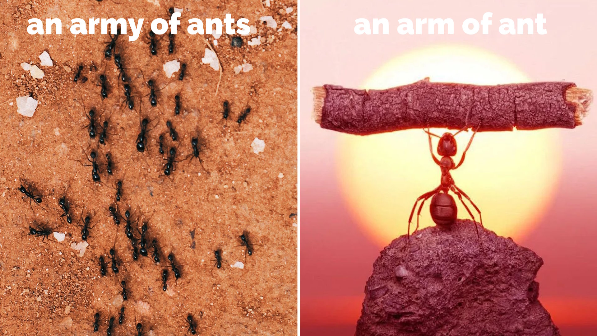 Captioned photos showing "an ARMY of ANTS" and "an ARM of ANT". The latter picture shows an ant lifting a stick many times its size.