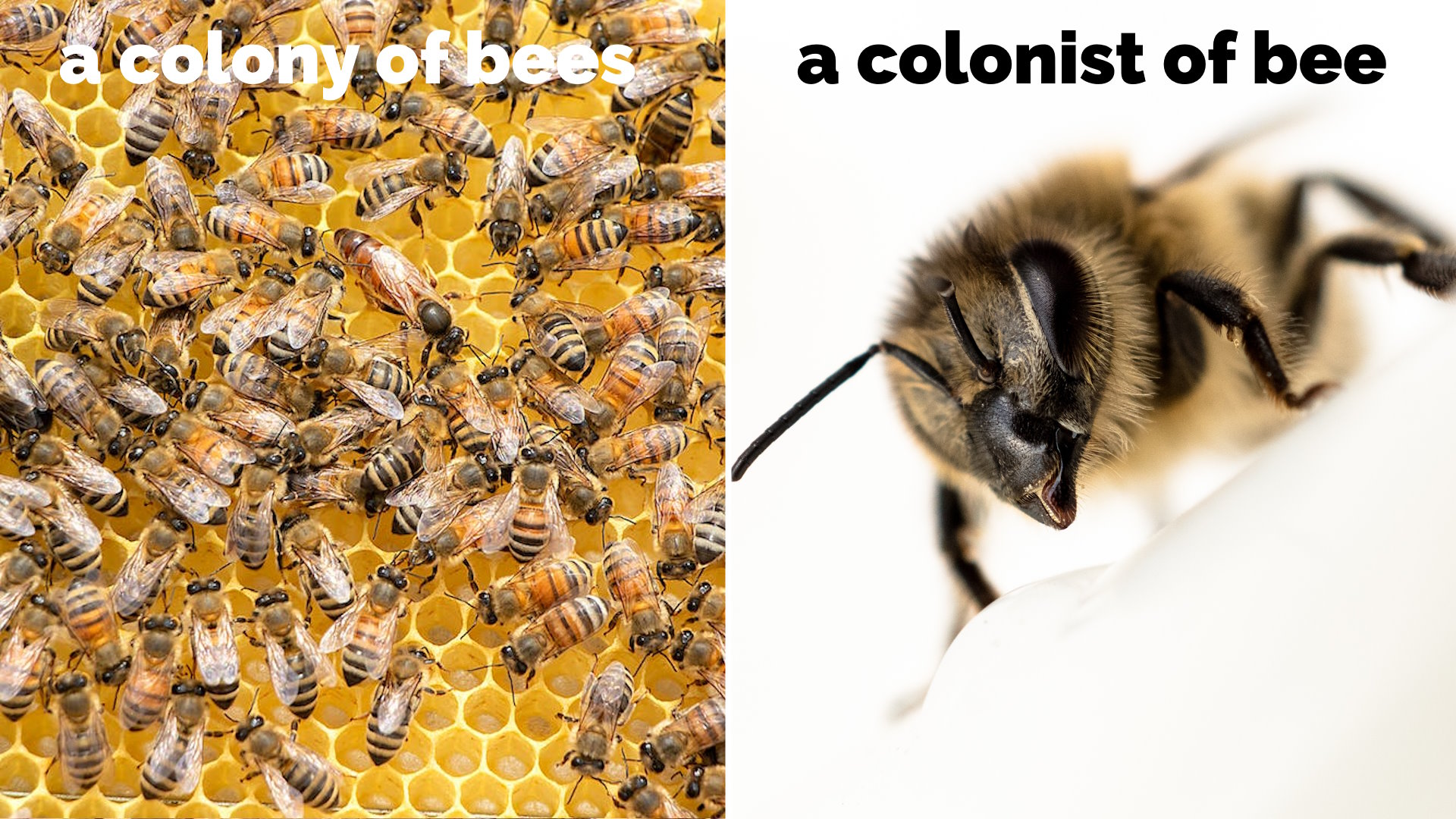 Captioned photos showing "a COLONY of BEES" and "a COLONIST of BEE".