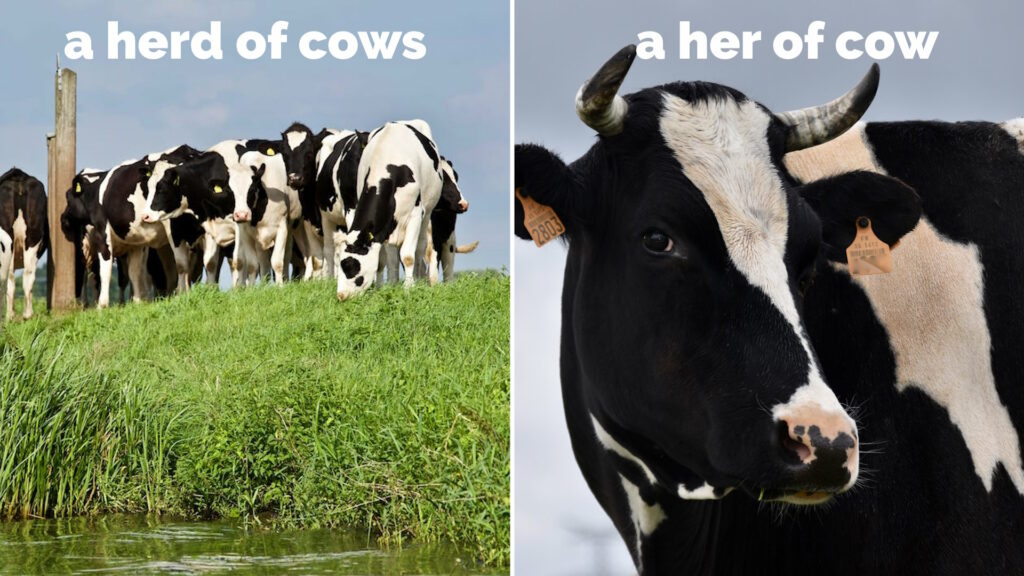 Captioned photos showing "a HERD of COWS" and "a HER of COW".