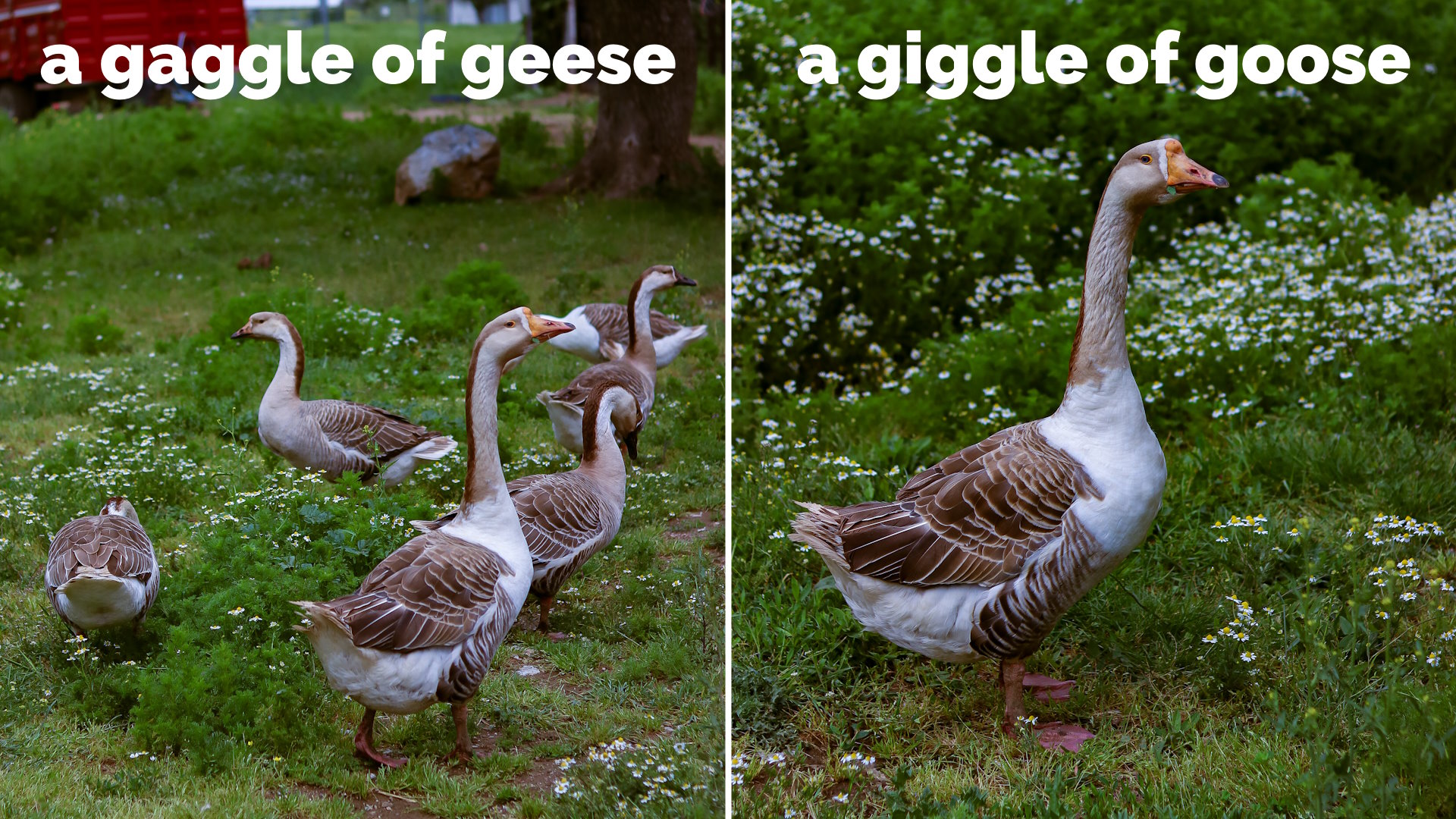 Captioned photos showing "a GAGGLE of GEESE" and "a GIGGLE of GOOSE".