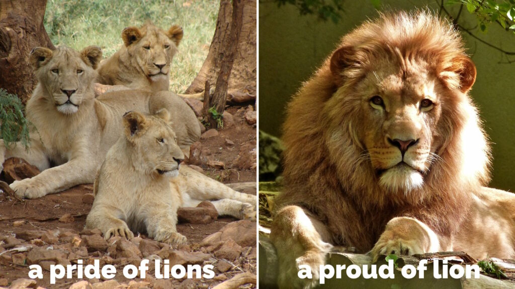 Captioned photos showing "a PRIDE of LIONS" and "a PROUD of LION".