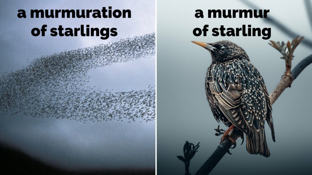Captioned photos showing "a MURMURATION of STARLINGS" and "a MURMUR of STARLING".