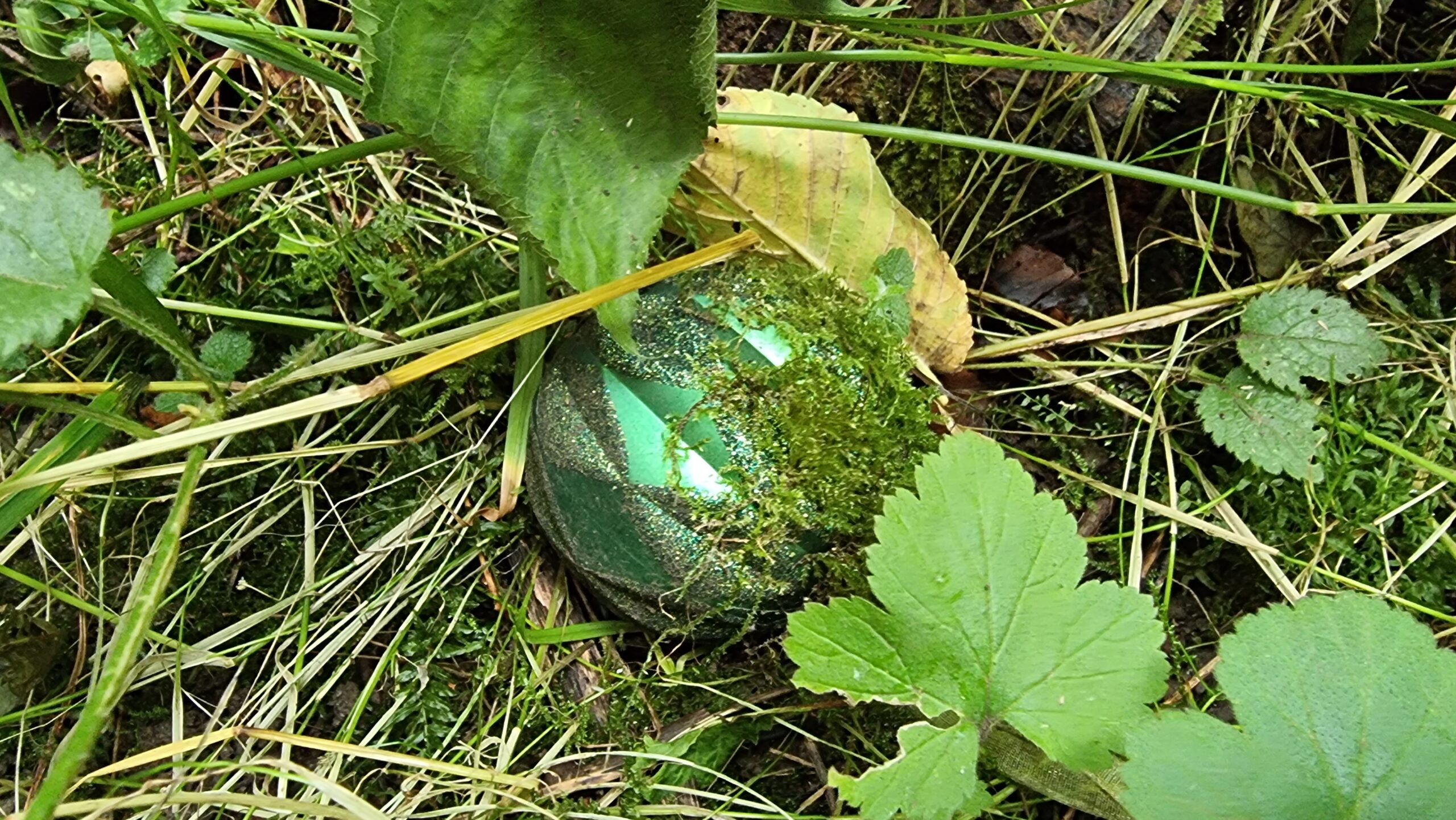 A green bauble buried in the mossy/grassy undergrowth of a forest floor.