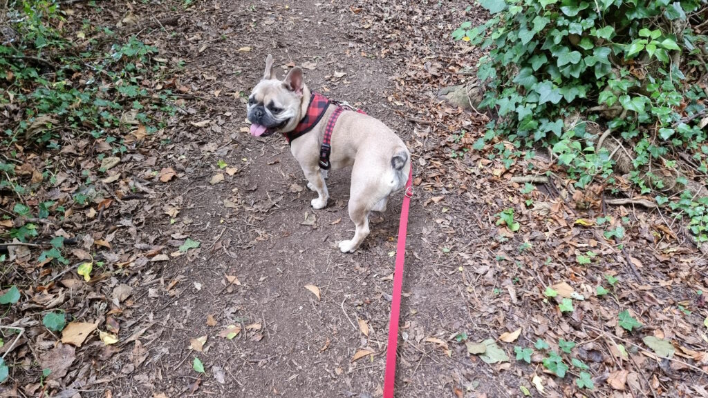 A French Bulldog on a forest path pulls against her lead.