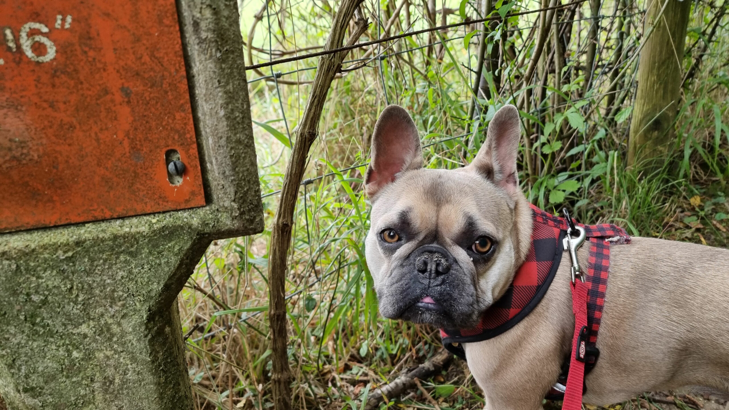A French Bulldog standing by a rural "gas pipeline" warning sign.