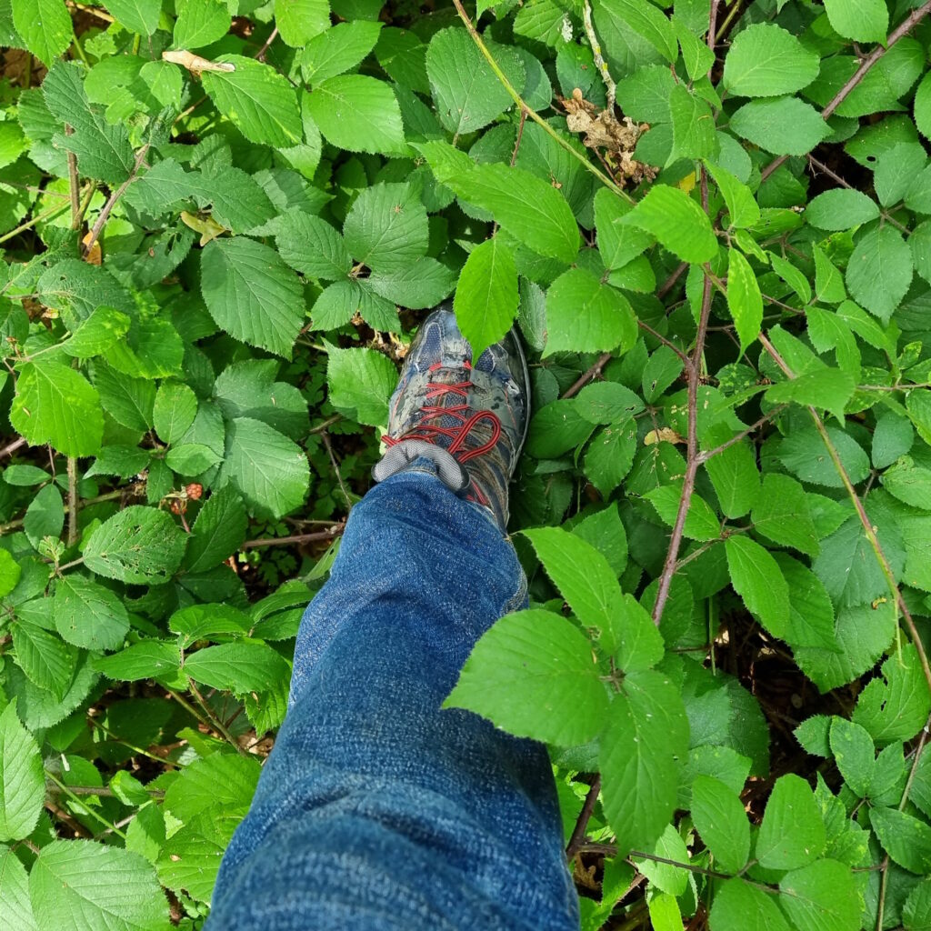 Boot stepping into long bramble undergrowth.