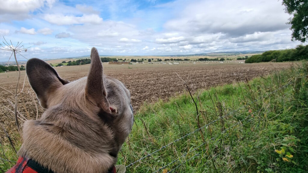 A French Bulldog looks out over a field which contains many pigsties and pigs.
