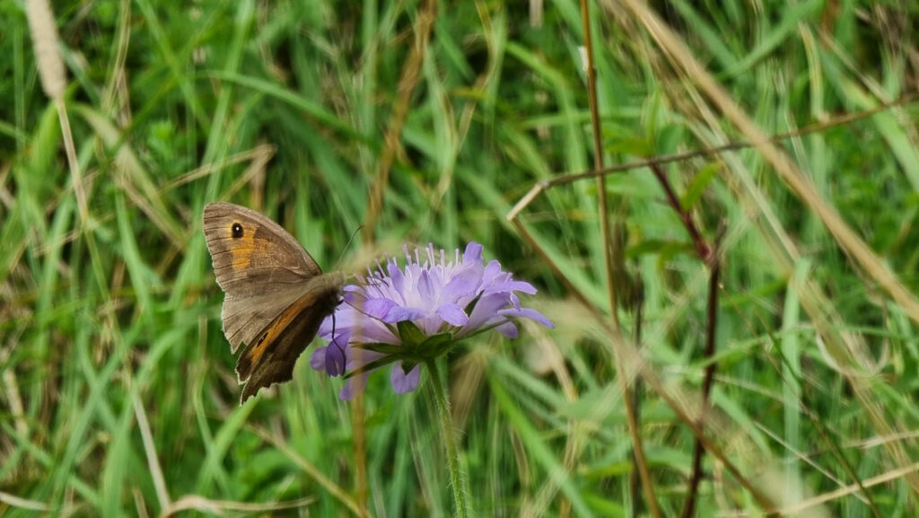 Close-up photograph showing a butterfly atop a purple flower in a grassy meadow.