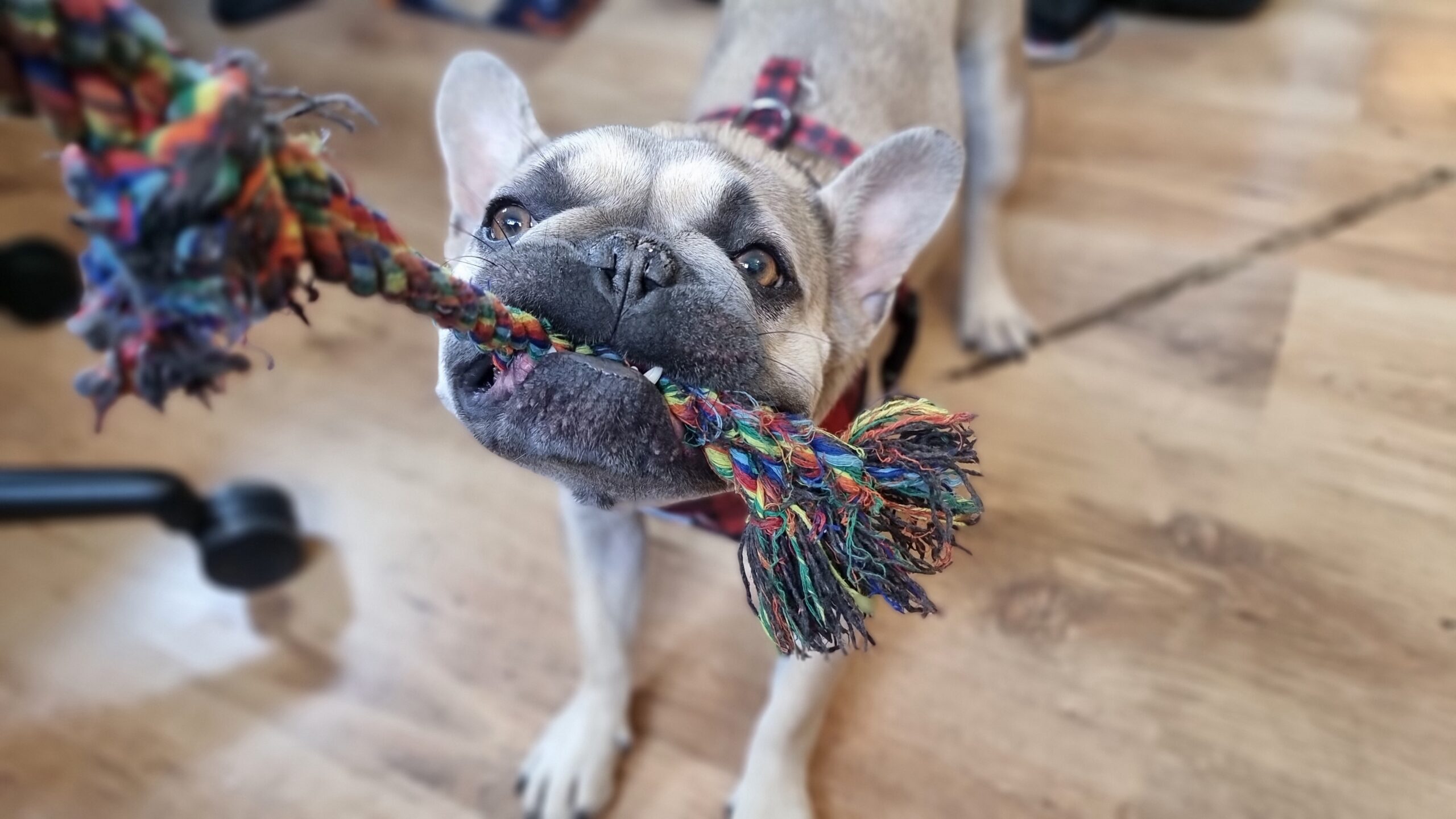 Photograph of a French Bulldog on a wooden floor playing tug-of-war using a multicoloured plaited rope (the human holding the other end of the rope is behind the camera).
