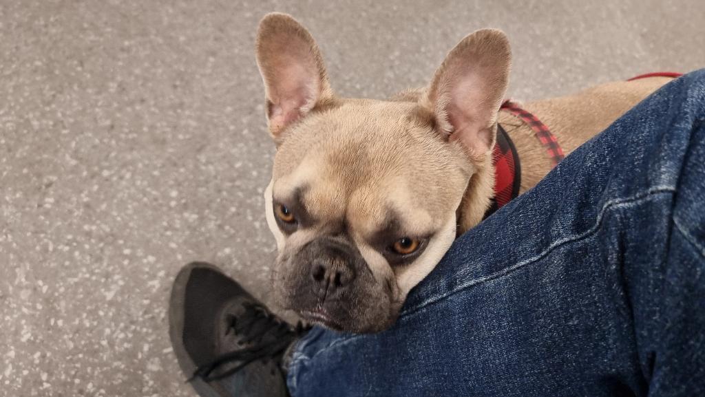 A champagne-coloured French Bulldog snuggles up against a human's leg, wearing blue jeans.