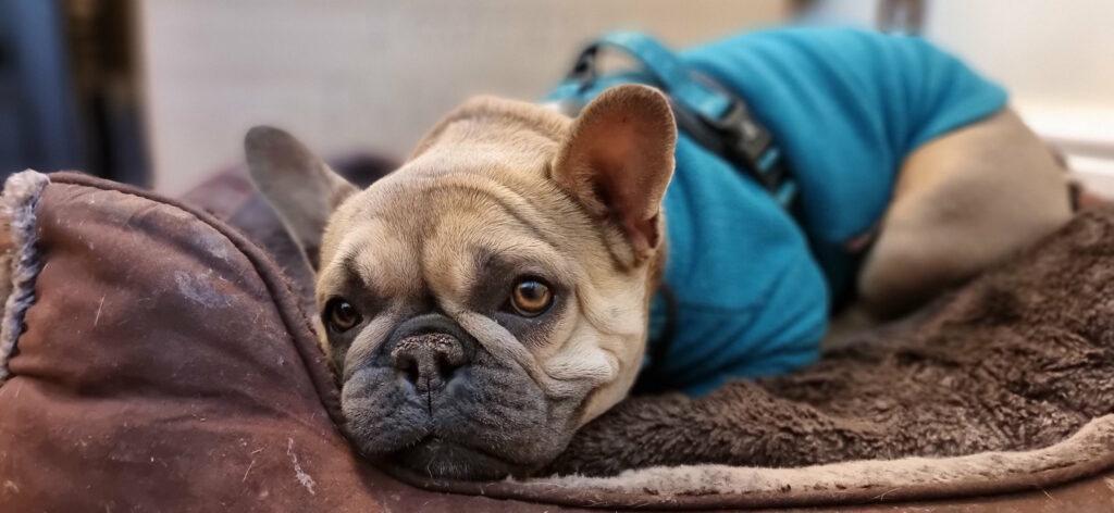 Close-up of a champagne-coloured French Bulldog wearing a teal jumper, lying in a basket and looking towards the camera.