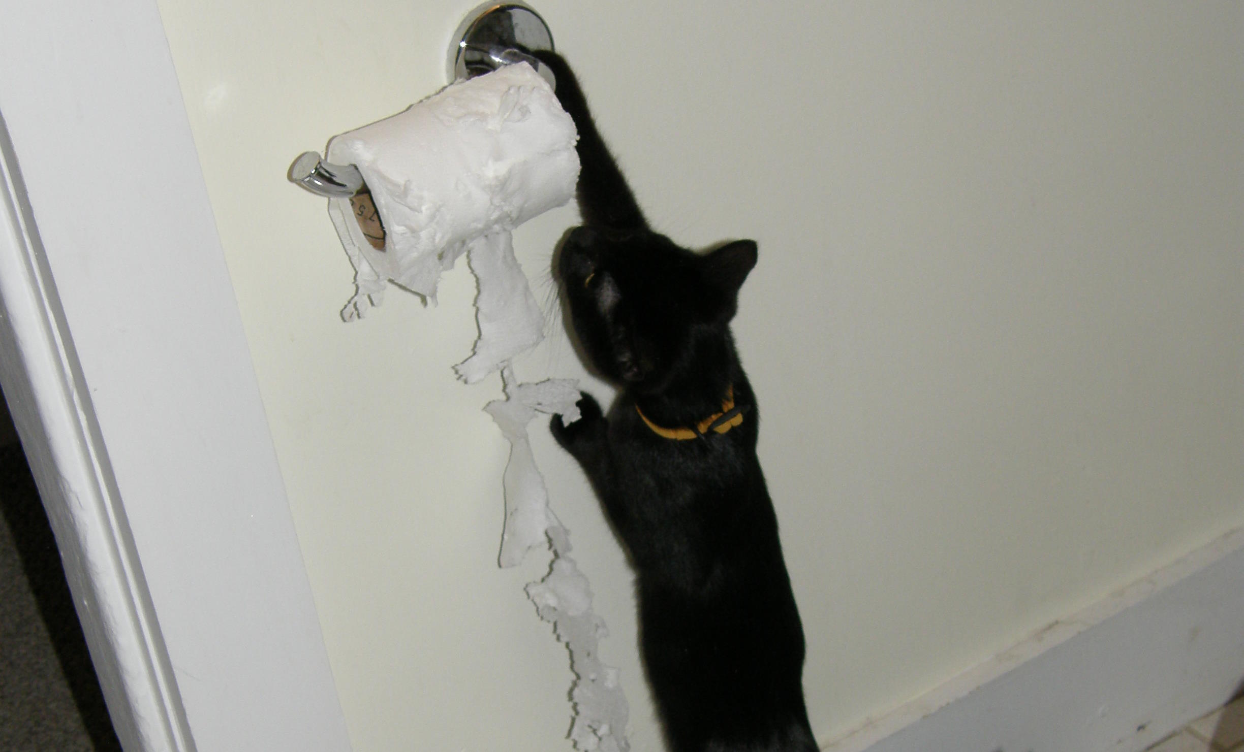 A hanging toilet roll being shredded by a black cat.