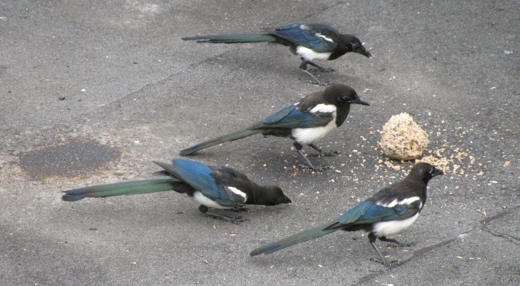 Four juvenile magpies on a recently-dried concrete surface take turns to peck at a seed/fat ball.