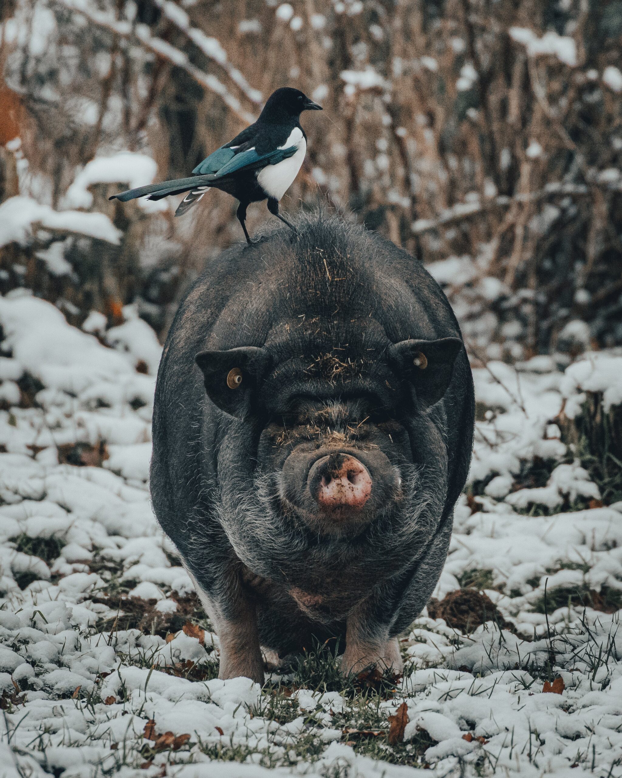In a snowy woodland, a common magpie perches atop a black pig as it walks towards the camera.