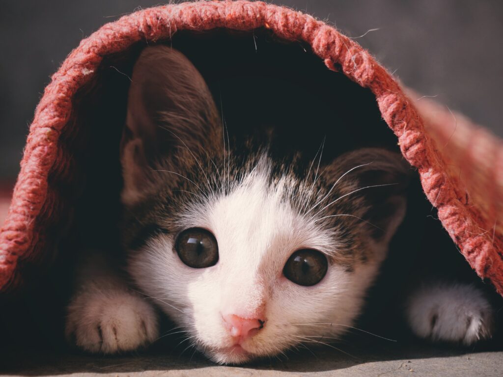 Tabby kitten hiding under a rug.