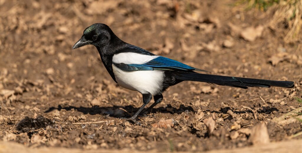 A young magpie on dusty dry ground.